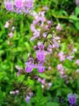 Stachys Japonica Extract 